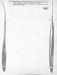 Utrechtiana arundinacea image